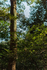 Fototapeta premium 自然