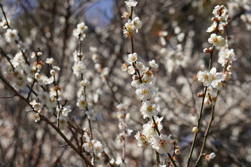 梅の花