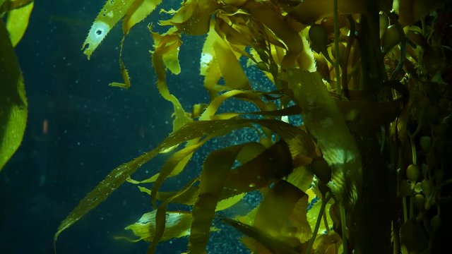 Light rays filter through a Giant Kelp forest. Macrocystis pyrifera. Diving, Aquarium and Marine concept. Underwater close up of swaying Seaweed leaves. Sunlight pierces vibrant exotic Ocean plants.