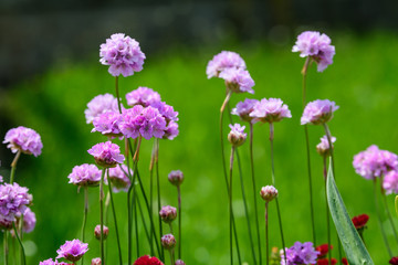 Obraz premium Close up of small vivid pink flowers of Armeria maritima plant, commonly known as thrift, sea thrift or sea pink on a seaside in a sunny summer day in Scotland, beautiful outdoor floral background