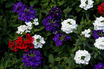Mixed colored verbena flowers in a sunny summer garden, white, red and blue, top view of beautiful outdoor floral background