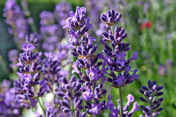 Closeup of lavender flowers (Lavandula)