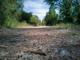 road in forest