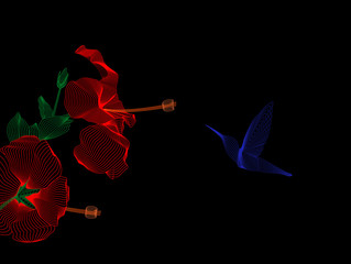 Hibiscus flower (Sudanese rose) and hummingbird bird on a black background