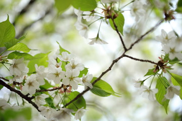 Obraz na płótnie Canvas 桜の風景