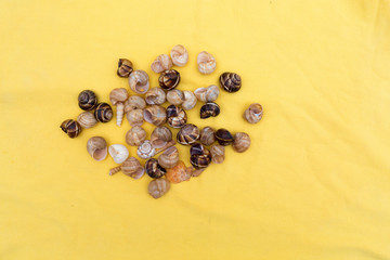 snail shells on a yellow background