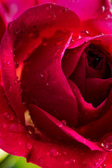 Water drops on a Red Rose