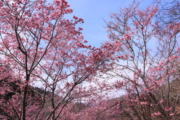 春を喜ぶ早咲きの桜たち