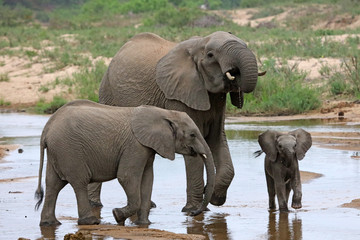 Mother and two young elephants