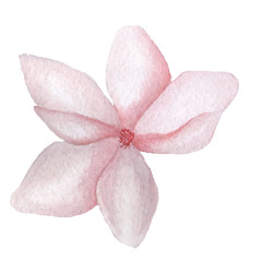 Fototapeta na wymiar Pink magnolia with five petals