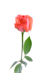 Obraz premium orange rose flower isolated on white background