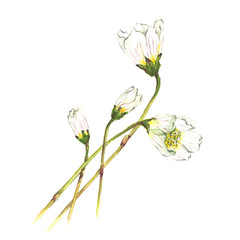 Sauerklee Blüten Aquarell