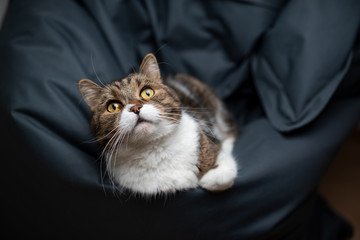 tabby white british shorthair cat resting on comfortable blue bean bag pillow looking up curiously