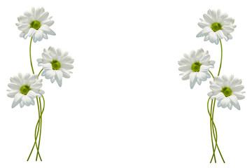 Colorful autumn flowers of chrysanthemum