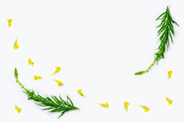 Floral natural background from bright colorful wildflowers.