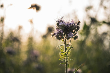 Bienen auf einer Blume
