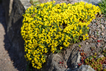 Krupka ( lat.  Draba ) is a genus of plants of the Cabbage family