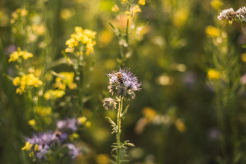 Biene auf einer Blume