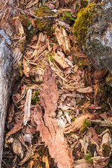 Rotten tree log with wood chips