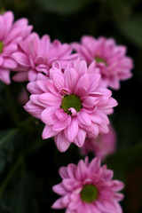 Pinke Blume