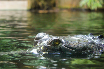 crocodile in water