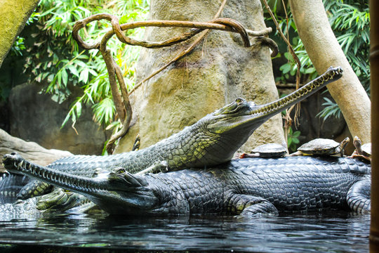 crocodile in water