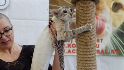 cat show Yekaterinburg Russia 07.03.2020.