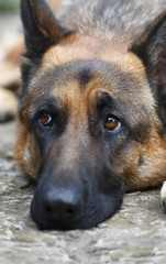 A German Shepherd dog lies on the ground and looks with an expressive and sad look. Close-up.