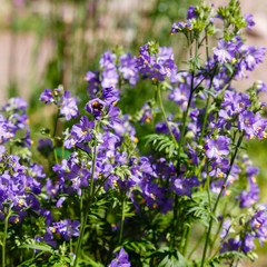 The bee collects nectar on the flowers of polemonium blue. Polemonium caeruleum, known as Jacob's-ladder or Greek valerian, is a medicinal plant