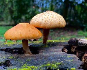 Mushroom in the forest