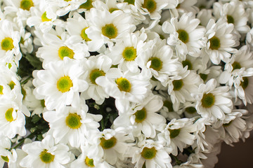 Close-up of beautiful daisies. Spring, summer, flowers, color concept. Flower delivery
