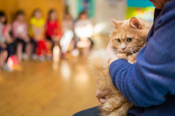 Showing a cat to kindergarten children, lesson about animals