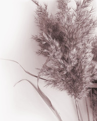Dried plant leaves. Botanical pampas grass photo. Photography on beige background.