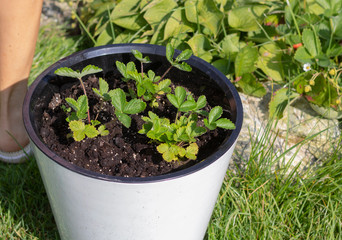 Strawberry sprouts in a pot on the grass next to the female foot. Lifestyle