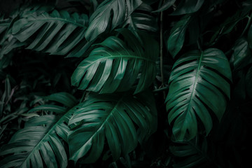 Monstera green leaves or Monstera Deliciosa in dark tones, background or green leafy tropical pine forest patterns for creative design elements. Philodendron monstera textures © eakarat