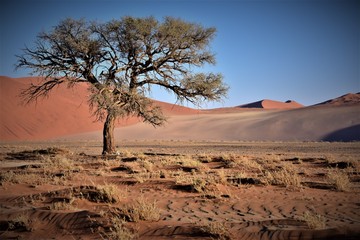 Suuperviviente en el desierto de Namib