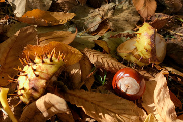 Bright natural autumn background in warm colors in sunlight. Close-up of a shiny chestnut fruit with a shell on a carpet of golden maple leaves on ground