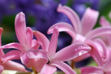 Fototapeta premium pink hyacinth flowers on a colored blurred background