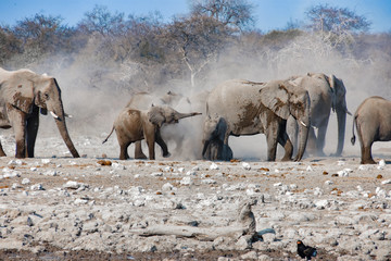 Fototapeta na wymiar Elefantes buscando agua en Namibia