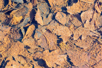 Autumn leaves for backgrounds
