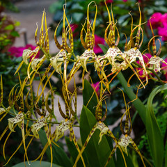 A Western orchid flower named Brassia Belcorsa.