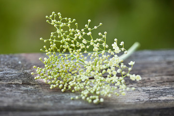 White Elderflowers On Rustic Wood