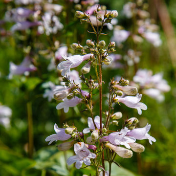 Penstemon digitalis (known by the common names foxglove beard-tongue, foxglove beardtongue, talus slope penstemon, and white beardtongue) is a species of flowering plant in the plantain family