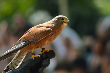 Common Kestrel / falcon (Falco tinnunculus) is a bird of prey , isolated portrait taken in Africa