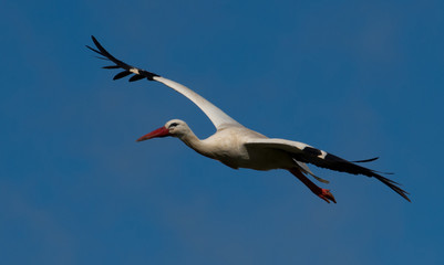 Come fly with me, a stork