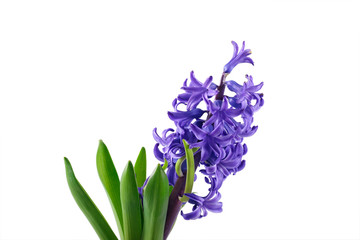 Purple Hyacinth flower