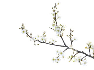 Blooming wild plum tree flowers isolated on white background, with clipping path