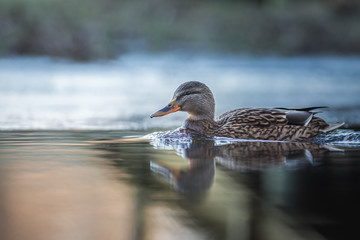 Female mallard taking a swim