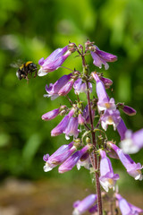 Penstemon hirsutus var Pygmaeus seedling. A bee collects nectar on flowers of penstemon hirsutus. Flowers-honey plants in the garden.
