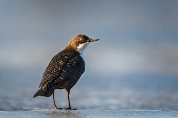 White-throated dipper preparing to dive